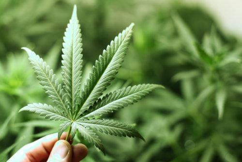 What is Hemp Oil & Why It’s Great For Muscle Soreness