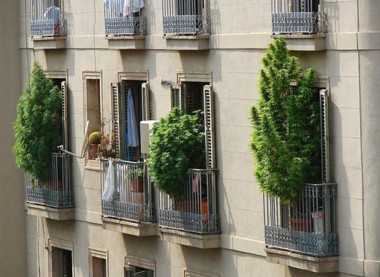 Smoking Weed in First Floor Apartment, Hide The Weed Smell