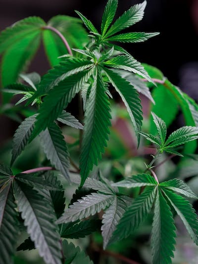 Benefits of Hemp: From Criminalization to a Booming Industry